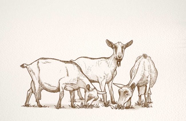 croquis de 3 chèvre
