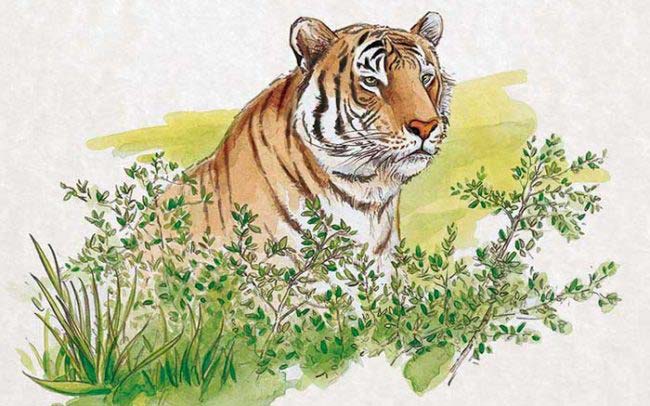 Portfolio aquarelle d'un tigre