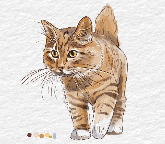 une aquarelle d'un bobtail américain