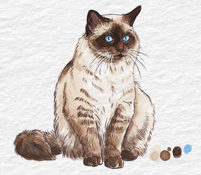une aquarelle d'un chat de race sacré de birmanie vue de face