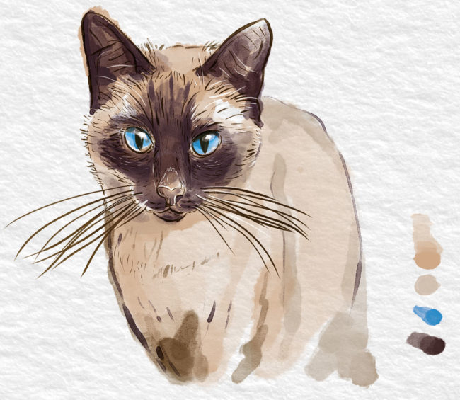 aquarelle d'un chat siamoi vue de la tête