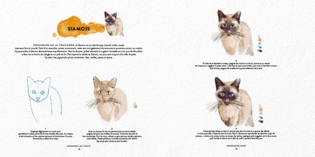 Livre dessinez les chats Dessin & Tolra, aquarelle d'un chat Siamois
